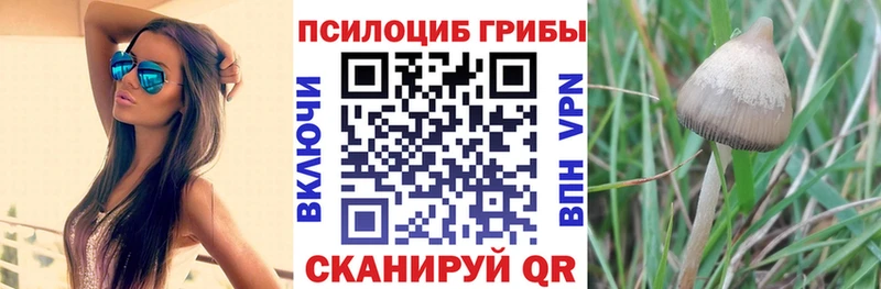 kraken как зайти  Емва  Галлюциногенные грибы Psilocybe 